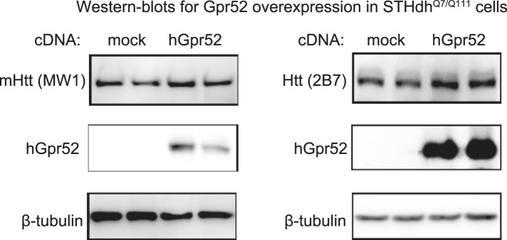 Figure 3—figure supplement 1.