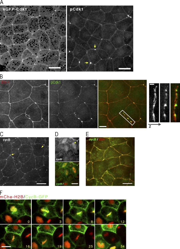 Figure 3.