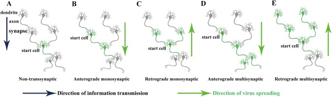 Fig. 1