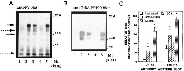 Optimal Nerve Growth Factor Trophic Signals Mediated by Synergy of TrkA ...