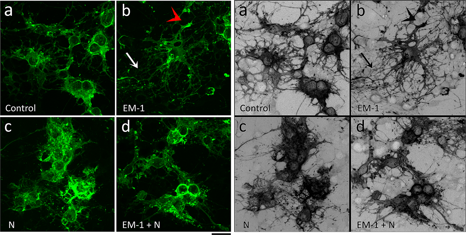 FIGURE 4.