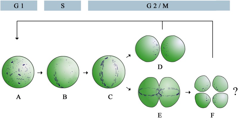 FIG 6 