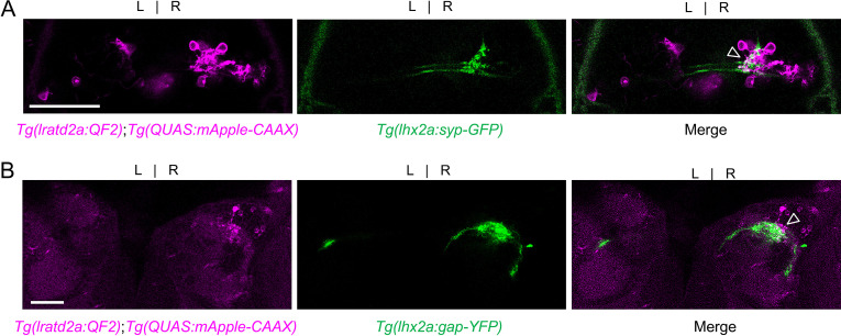 Figure 1—figure supplement 3.