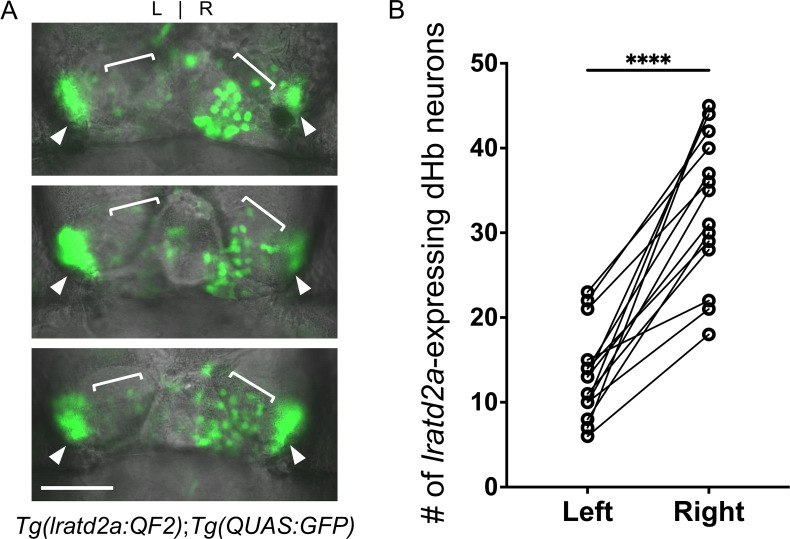 Figure 1—figure supplement 2.