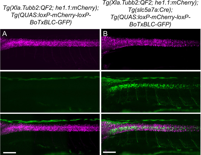 Figure 3—figure supplement 2.