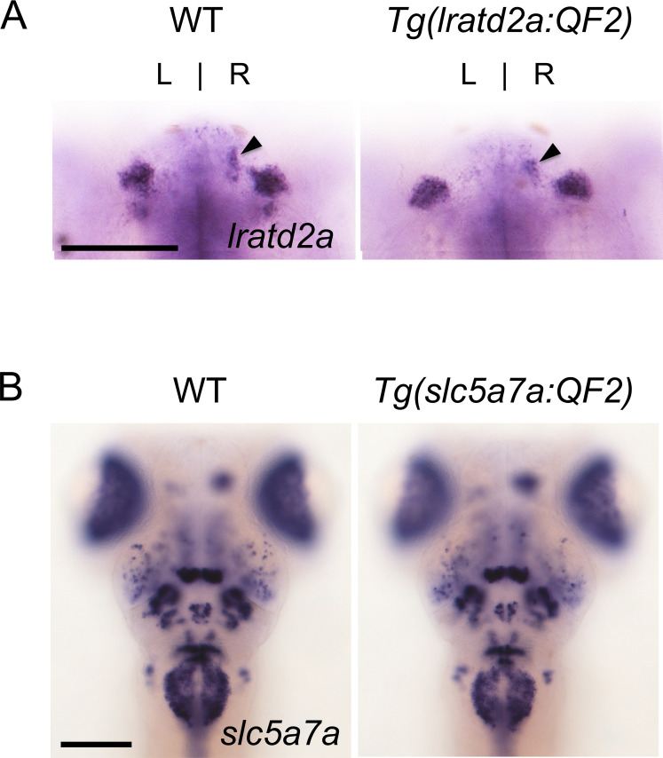 Figure 1—figure supplement 1.