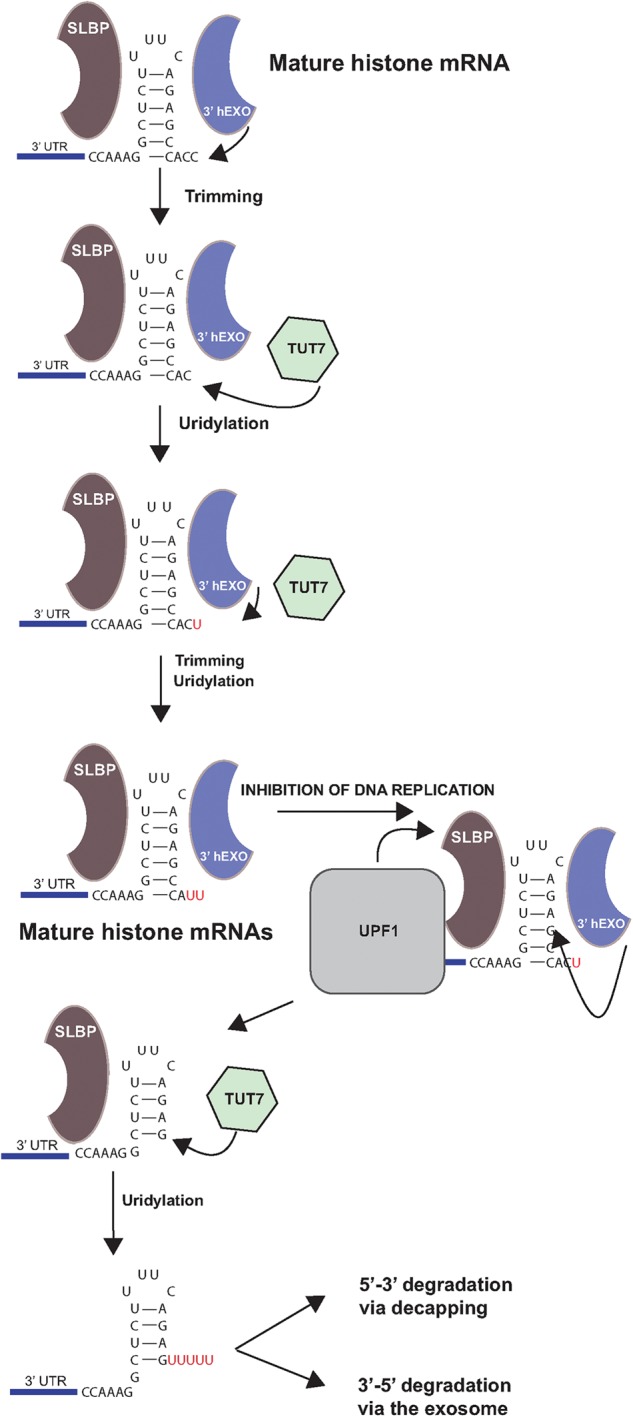 FIGURE 7.