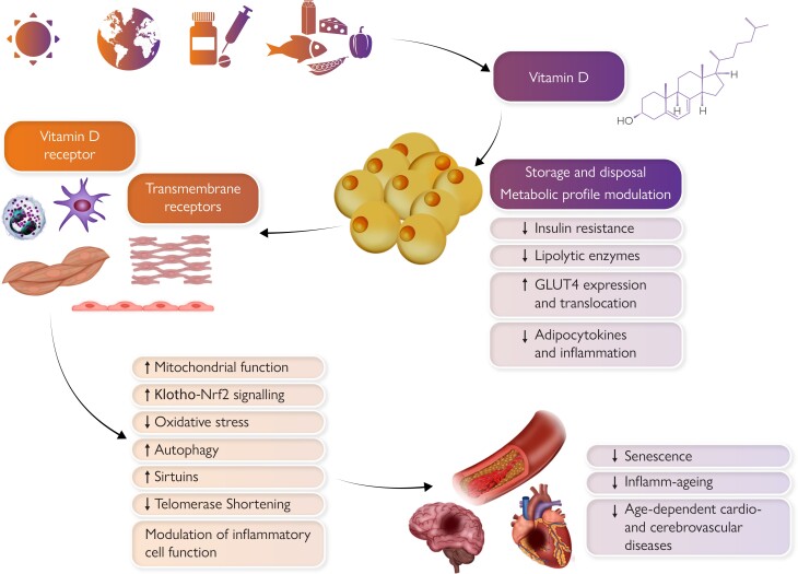 Graphical Abstract