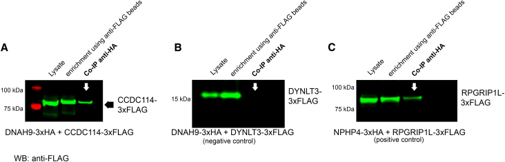 Figure 7