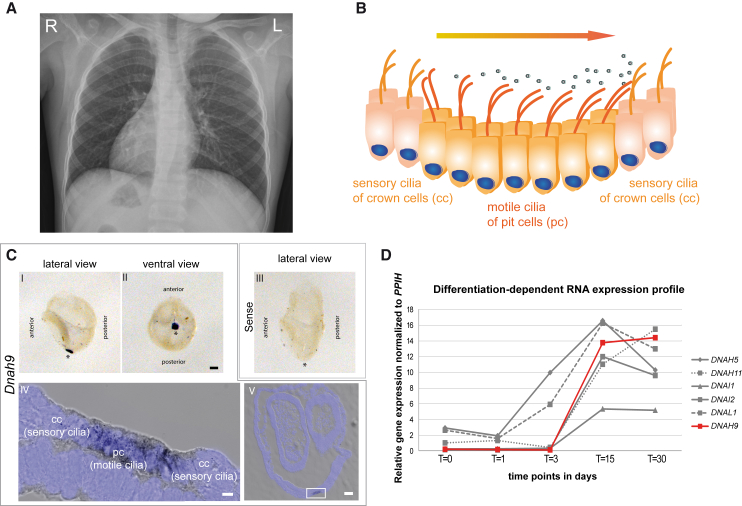 Figure 2