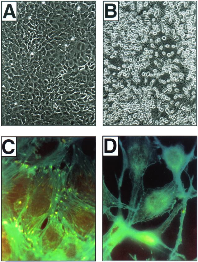 FIG. 8