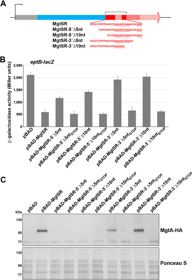 FIG 3