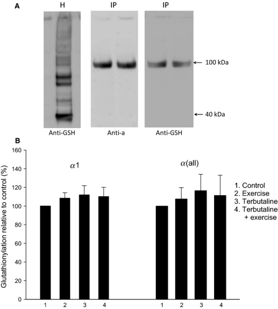 The effect of exercise and beta2-adrenergic stimulation on ...