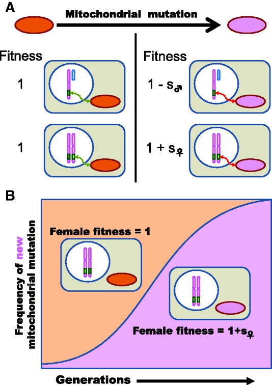 Fig. 2.—