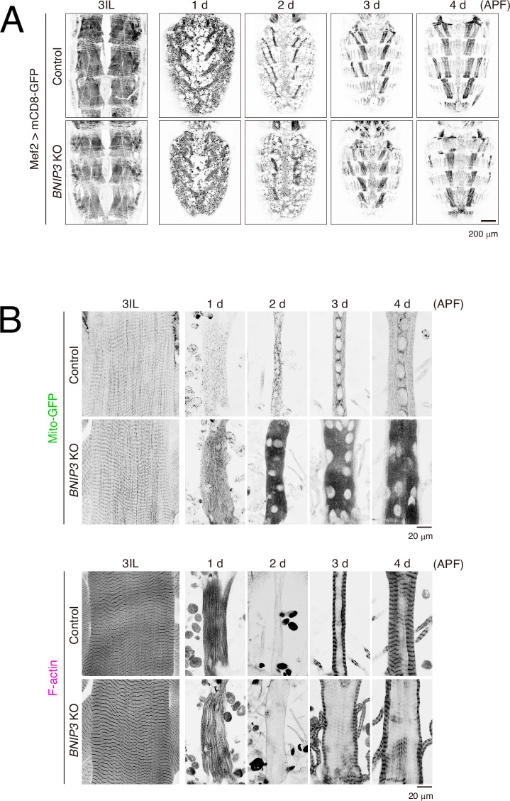 Figure 6—figure supplement 1.