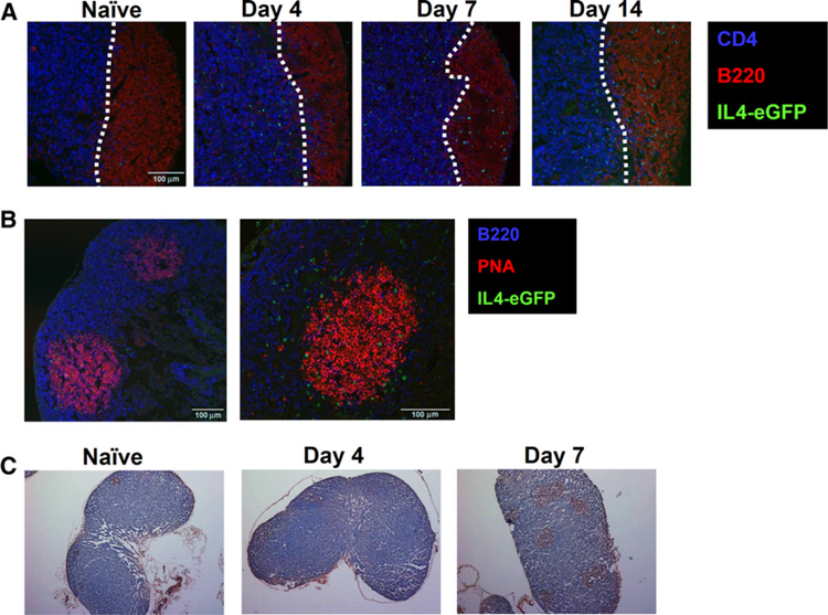 Figure 4.