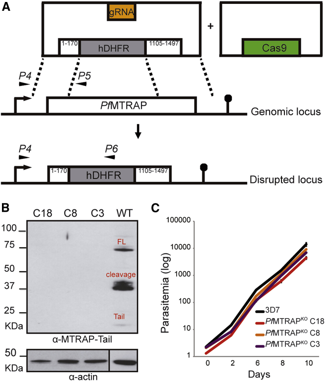 Figure 5