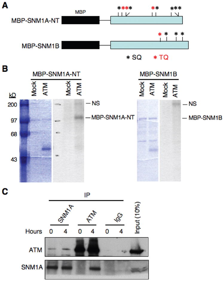 Fig. 4