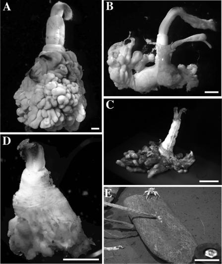 FIG. 1.