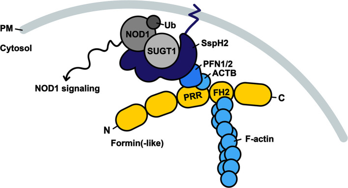 Figure 6