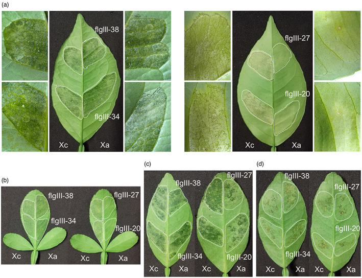 FIGURE 4