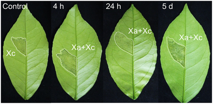 FIGURE 2