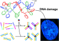 Graphical Abstract
