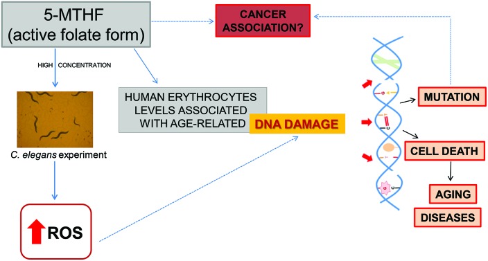 graphic file with name c6tx00247a-ga.jpg