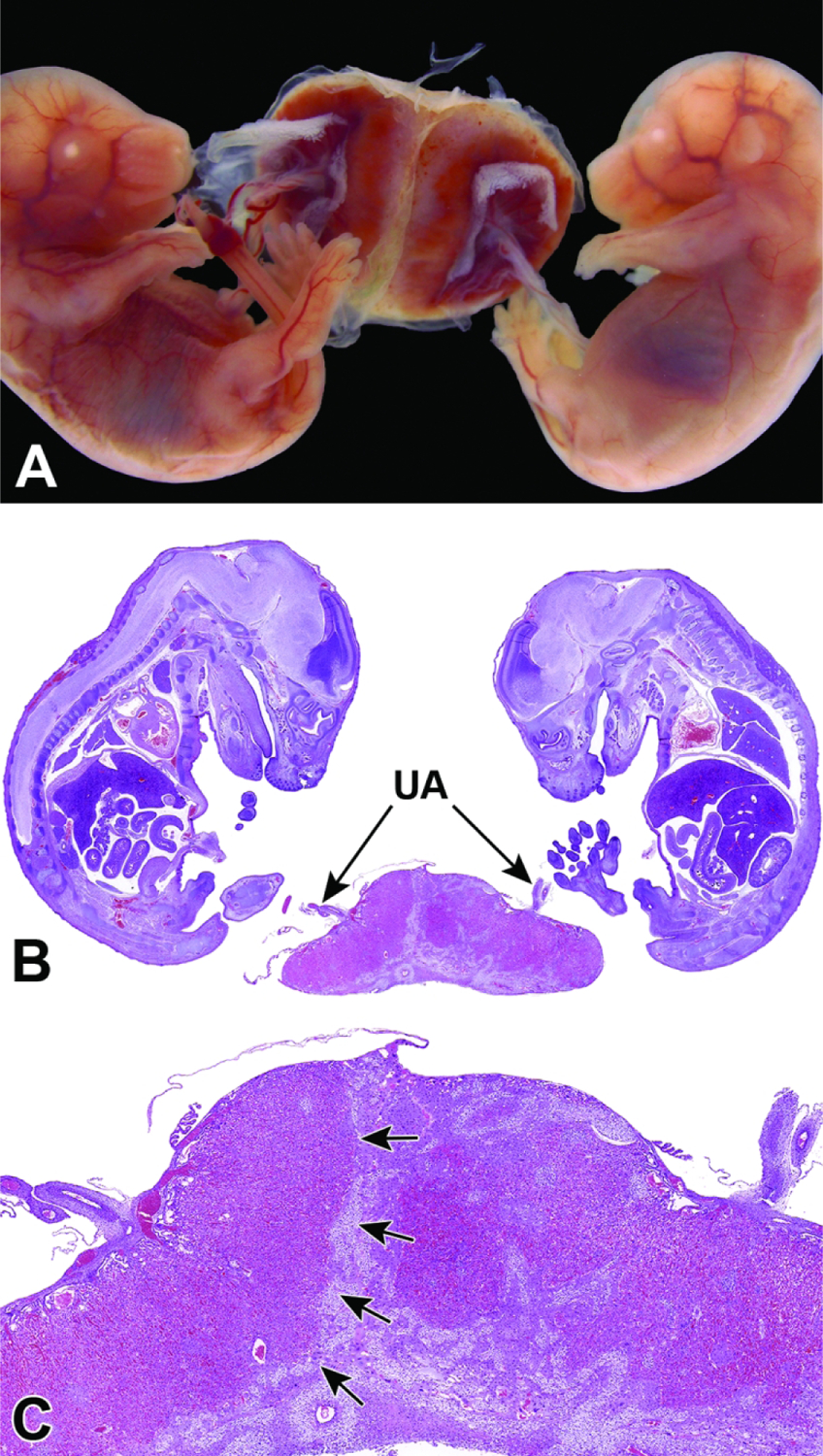 Figure 45.