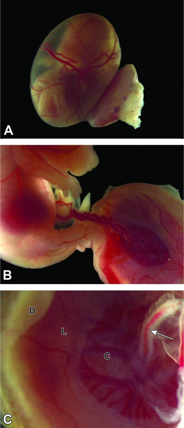 Figure 12.