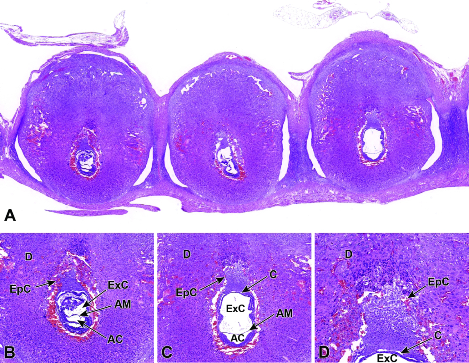 Figure 20.