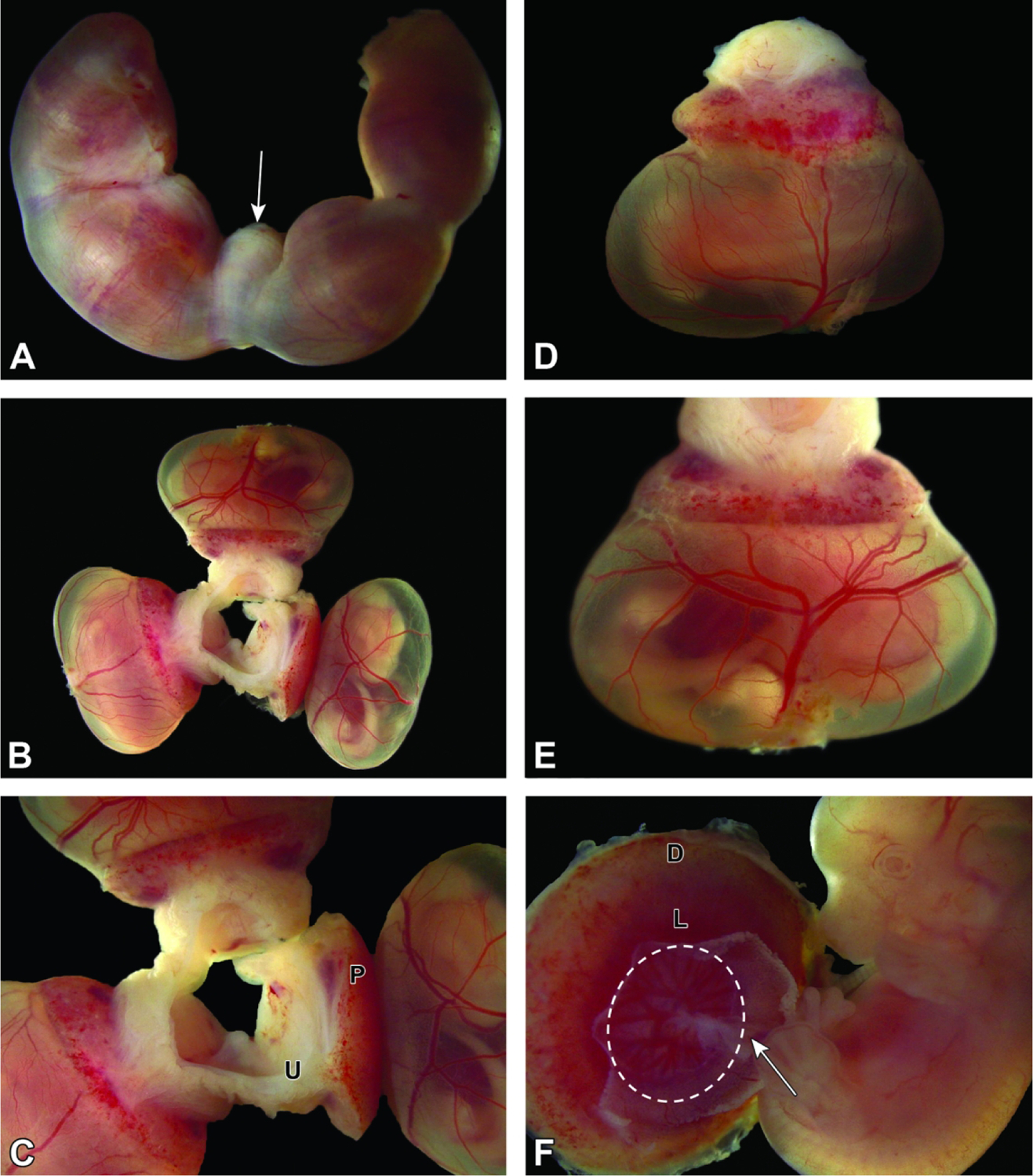 Figure 10.