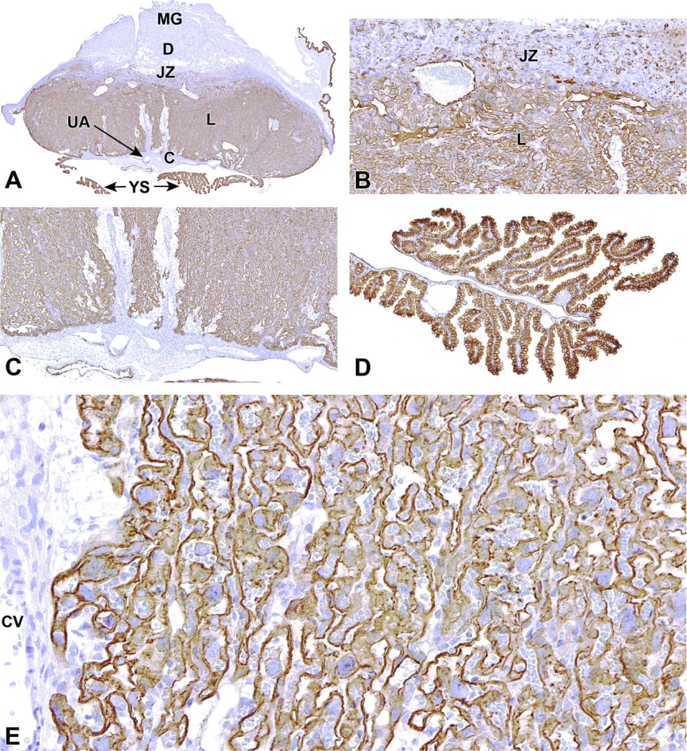 Figure 40.