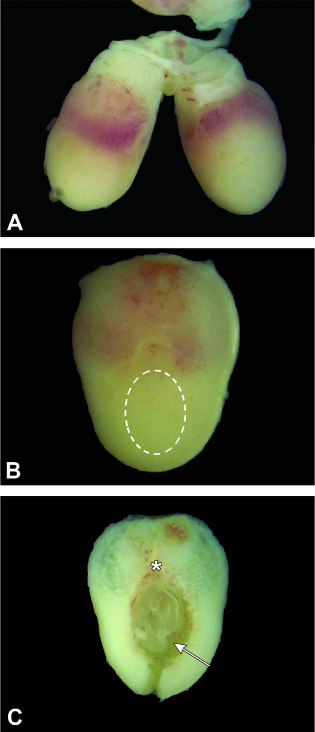 Figure 6.