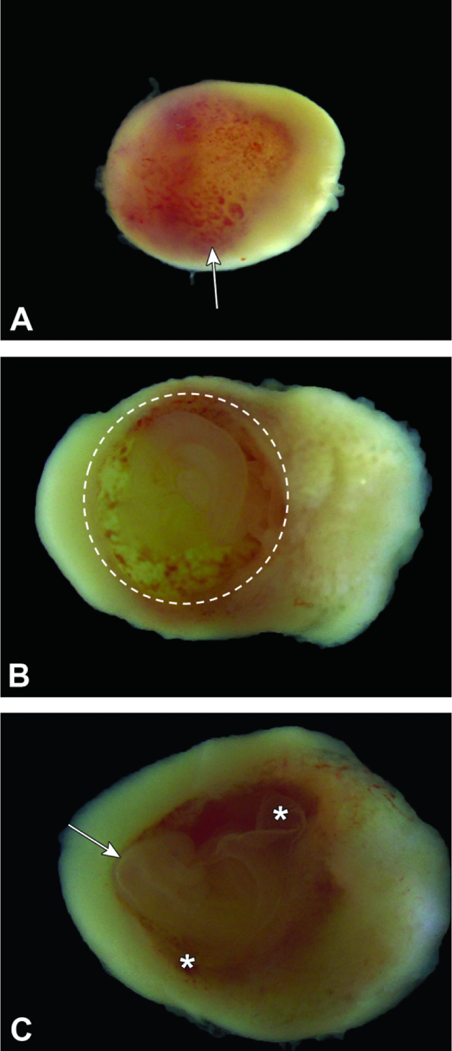 Figure 7.