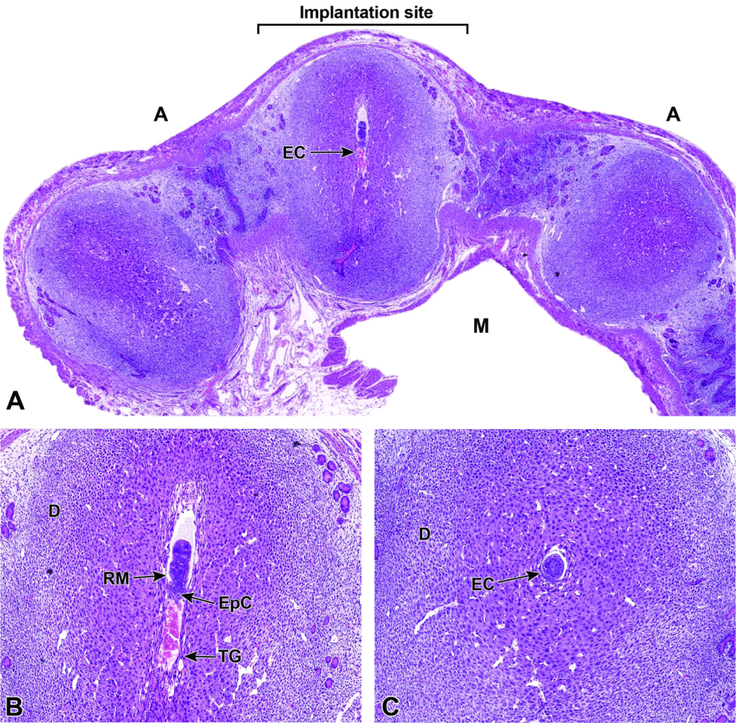 Figure 18.