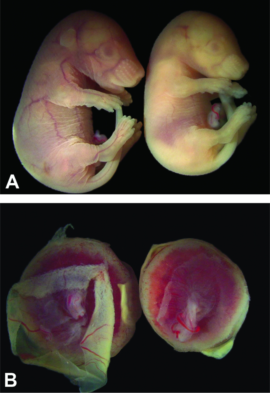 Figure 17.