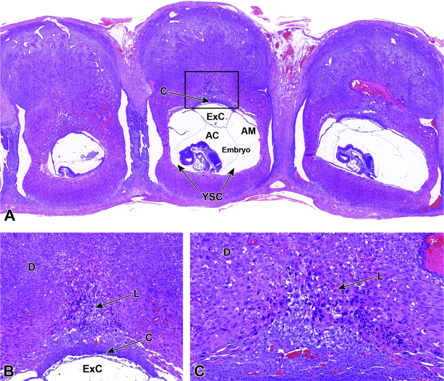 Figure 21.