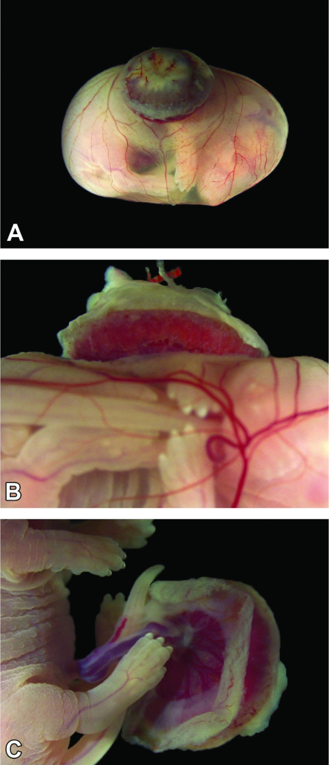 Figure 16.