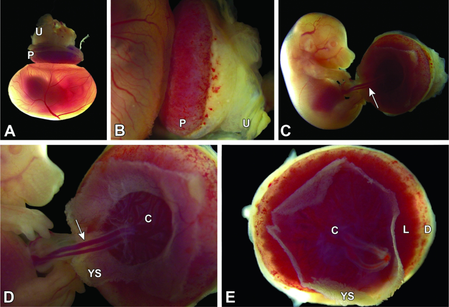 Figure 13.