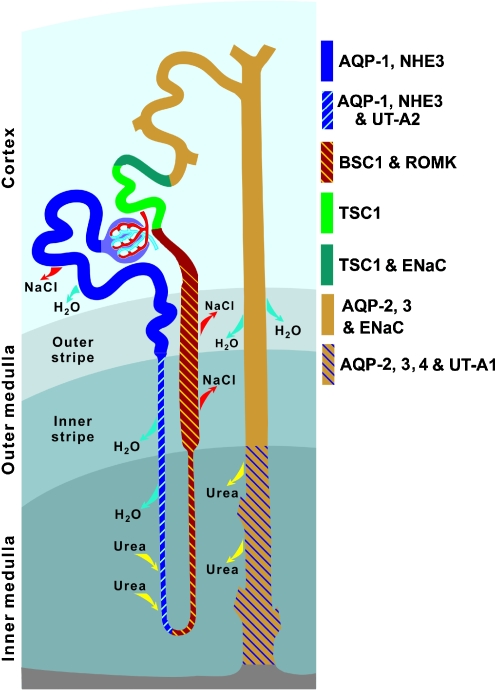 Fig. 1