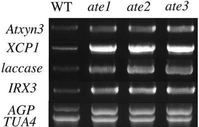 Figure 6.