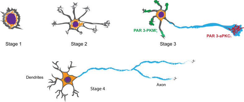 Fig. 3