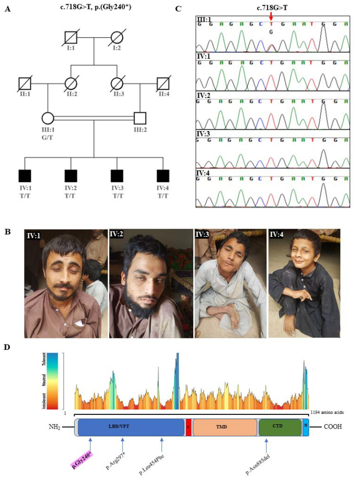 A novel nonsense variant in grm1 causes autosomal recessive