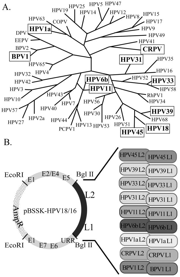 FIGURE 1