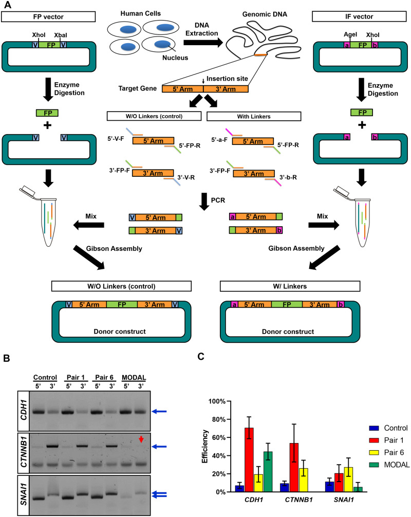 Figure 2: 