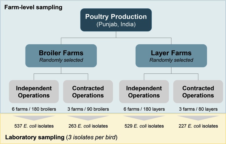 Flow diagram.