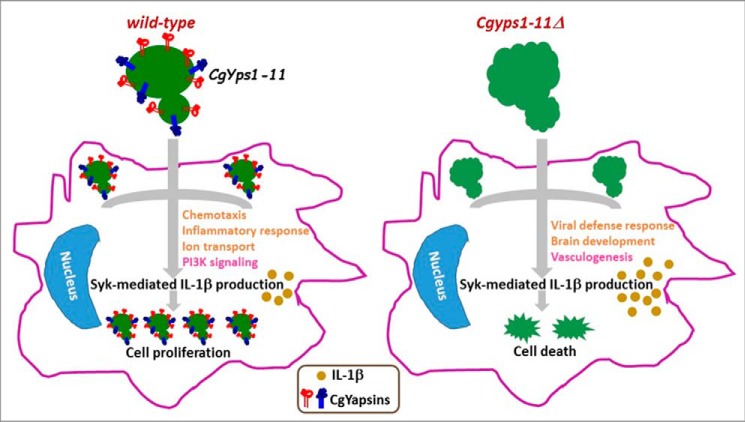 Figure 11.