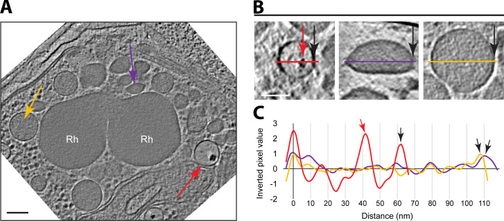 Fig 2