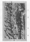 355